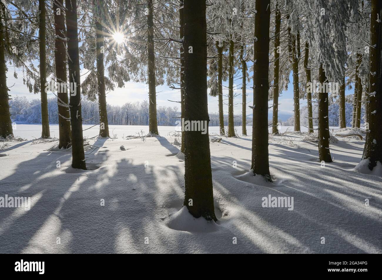 Nadelwald mit Sonneneinbruch im Winter, Wasserkuppe, Rhongebirge; Gersfeld, Hessen, Deutschland Stockfoto