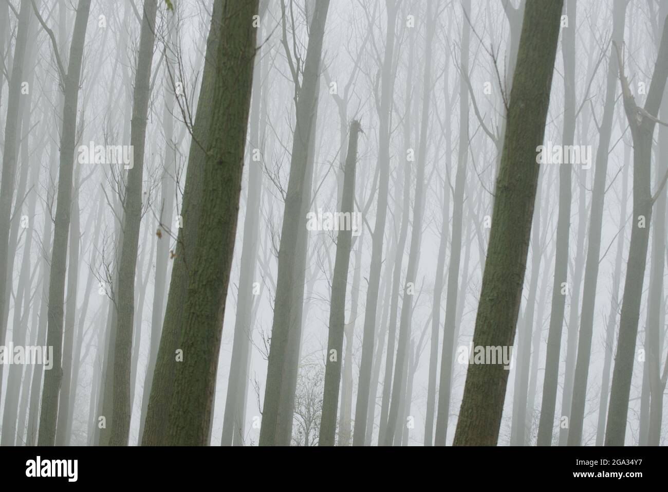 Blattlose Bäume im Nebel im Winter; Kortgene, Zeeland, Niederlande Stockfoto