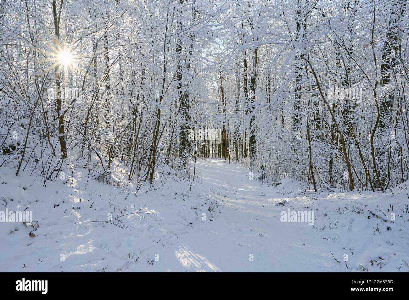 Waldwanderweg im Winter mit Morgensonne, Katzenbuckel, Odenwald; Waldbrunn, Baden-Württemberg, Deutschland Stockfoto