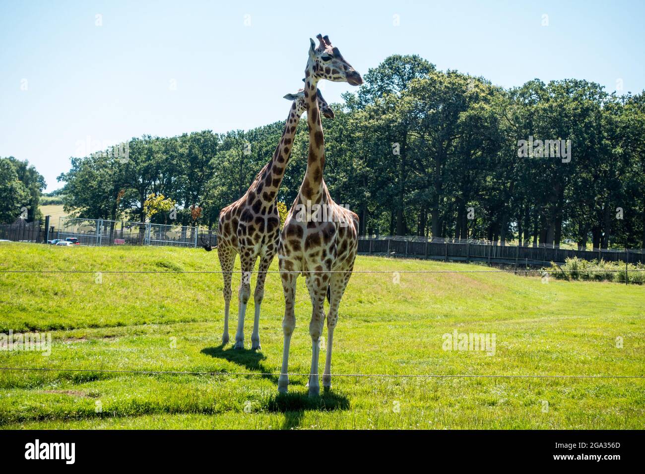 Giraffe oder Giraffa camelopardalis im Safaripark Woburn bei heißem, sonnigem Wetter Stockfoto