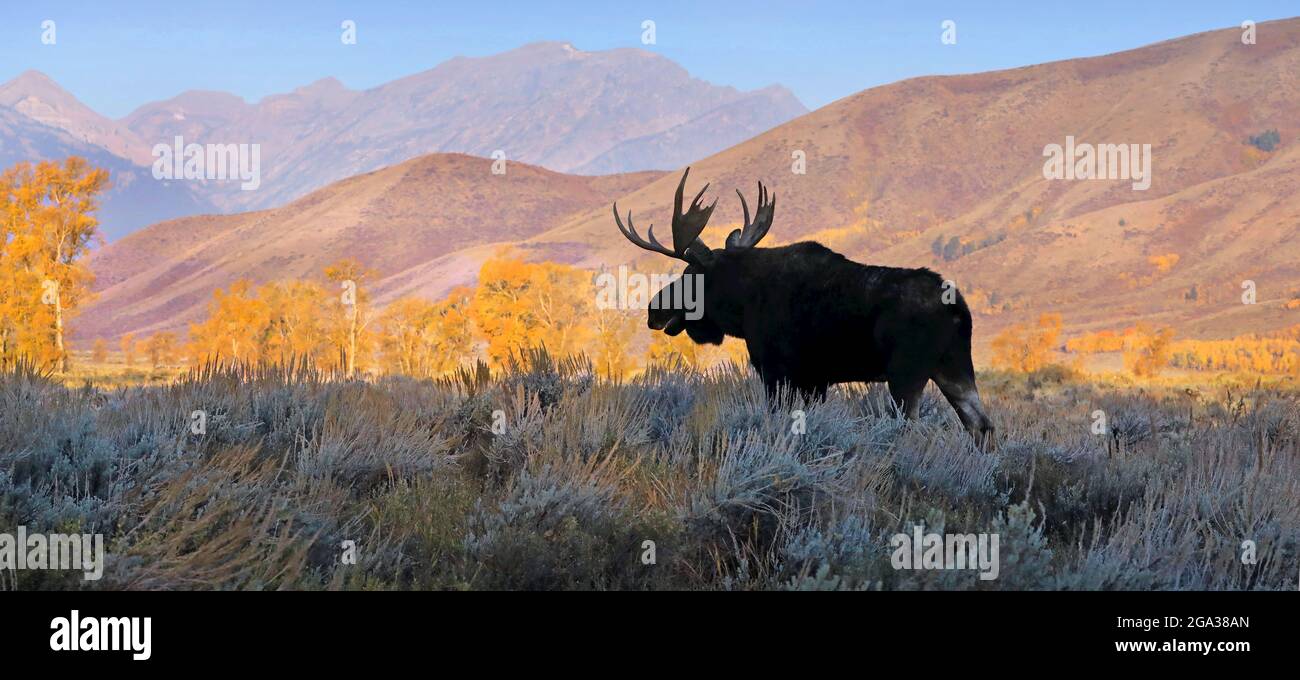 Bulle Shiras Elch (Alces alces shirasi), der im Herbst über ein Bürstenfeld im Grand Teton National Park, Wyoming, Vereinigte Staaten von Amerika, zieht Stockfoto