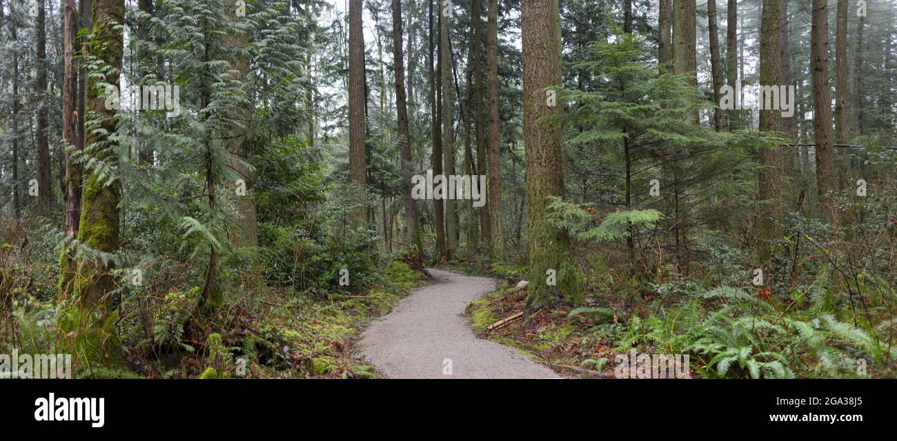 Bäume und ein Wanderweg in einem Stadtwald während des Tages, Green Timbers Urban Forest; Surrey, British Columbia, Kanada Stockfoto