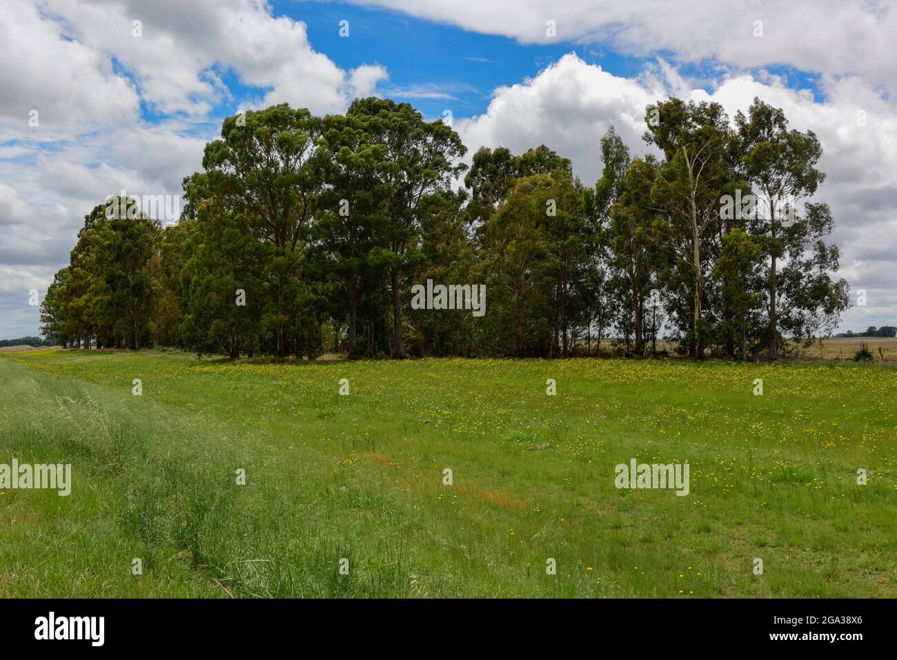 Wilde Flora, Blumen im Frühling in der Pampas-Landschaft, Provinz La Pampa, Patagonien, Argentinien Stockfoto