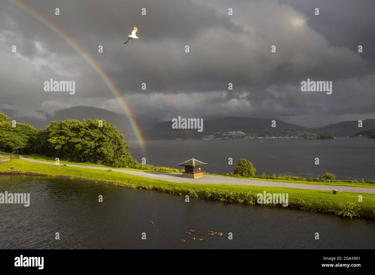 Entlang des Caledonian Canal rahmt ein doppelter Regenbogen eine Möwe und Enten ein, die im Wasser in der Nähe von Corpach (Schottland) und Corpach (Schottland) schweben Stockfoto