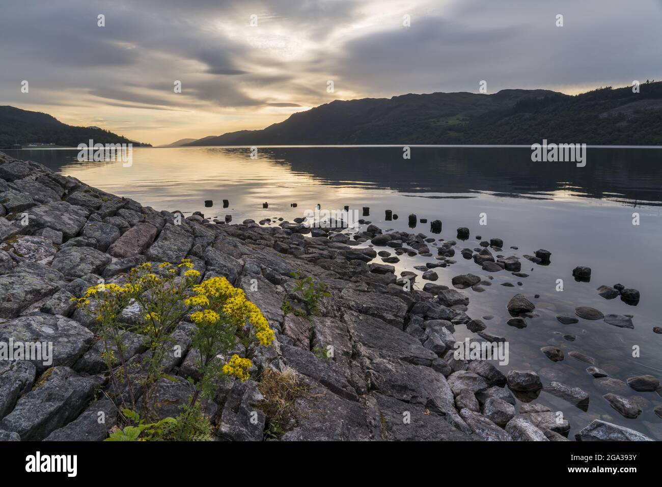 Bei Sonnenaufgang säumen Wildblumen die felsige Küste von Loch Ness in der Nähe von Fort Augustus, Schottland; Fort Augustus, Schottland Stockfoto