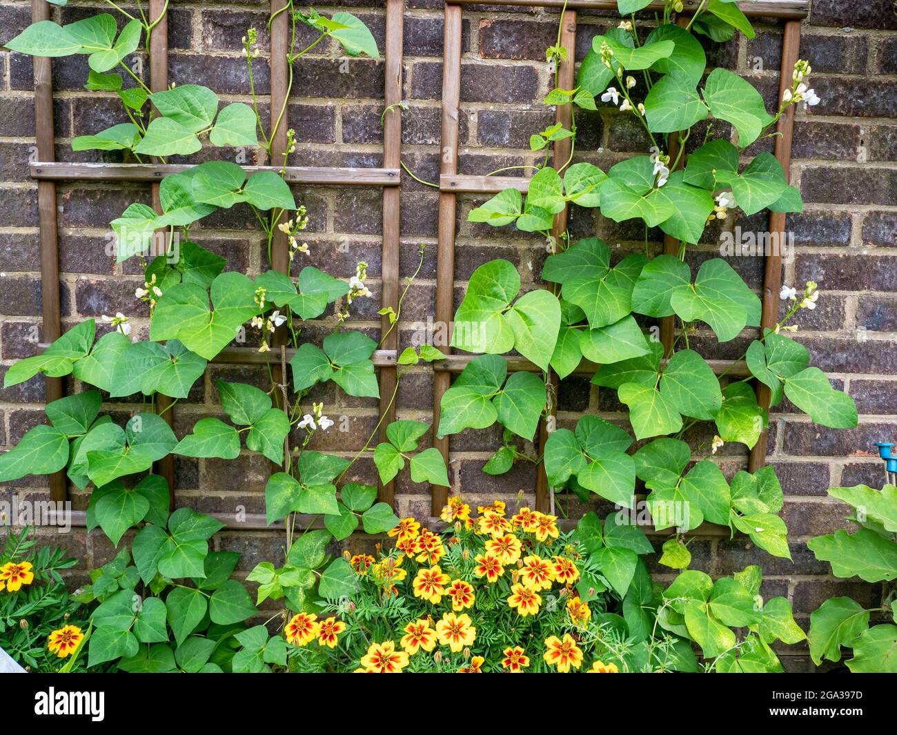 Auf einem hölzernen Gitter kletternde Bohnenpflanzen Stockfoto