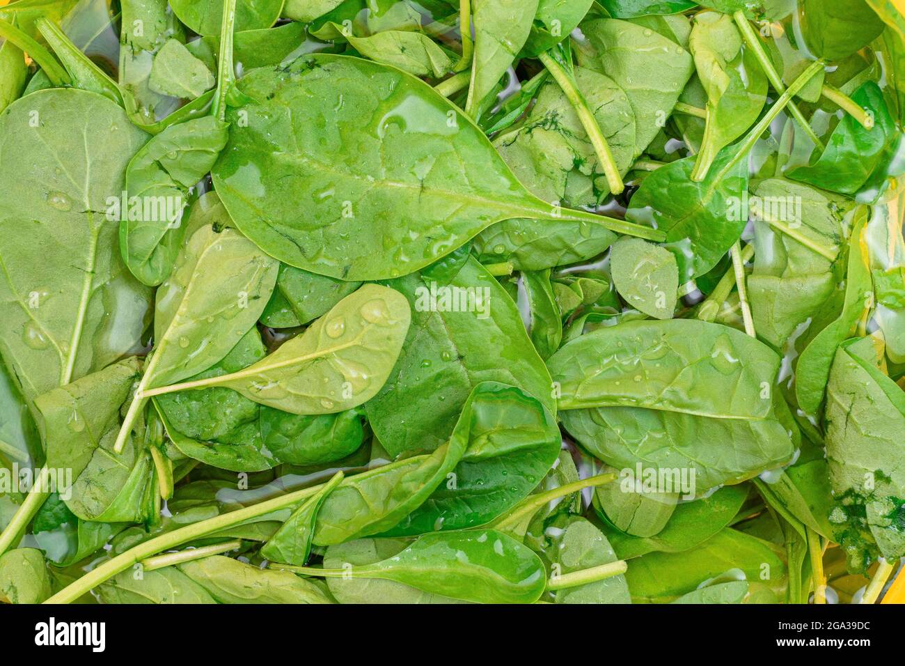 Frisches Baby Spinat Blätter im Wasser - Draufsicht. Vegane und vegetarische Kultur. Rohkost, Grüne Blätter. Gesunde Ernährung Stockfoto