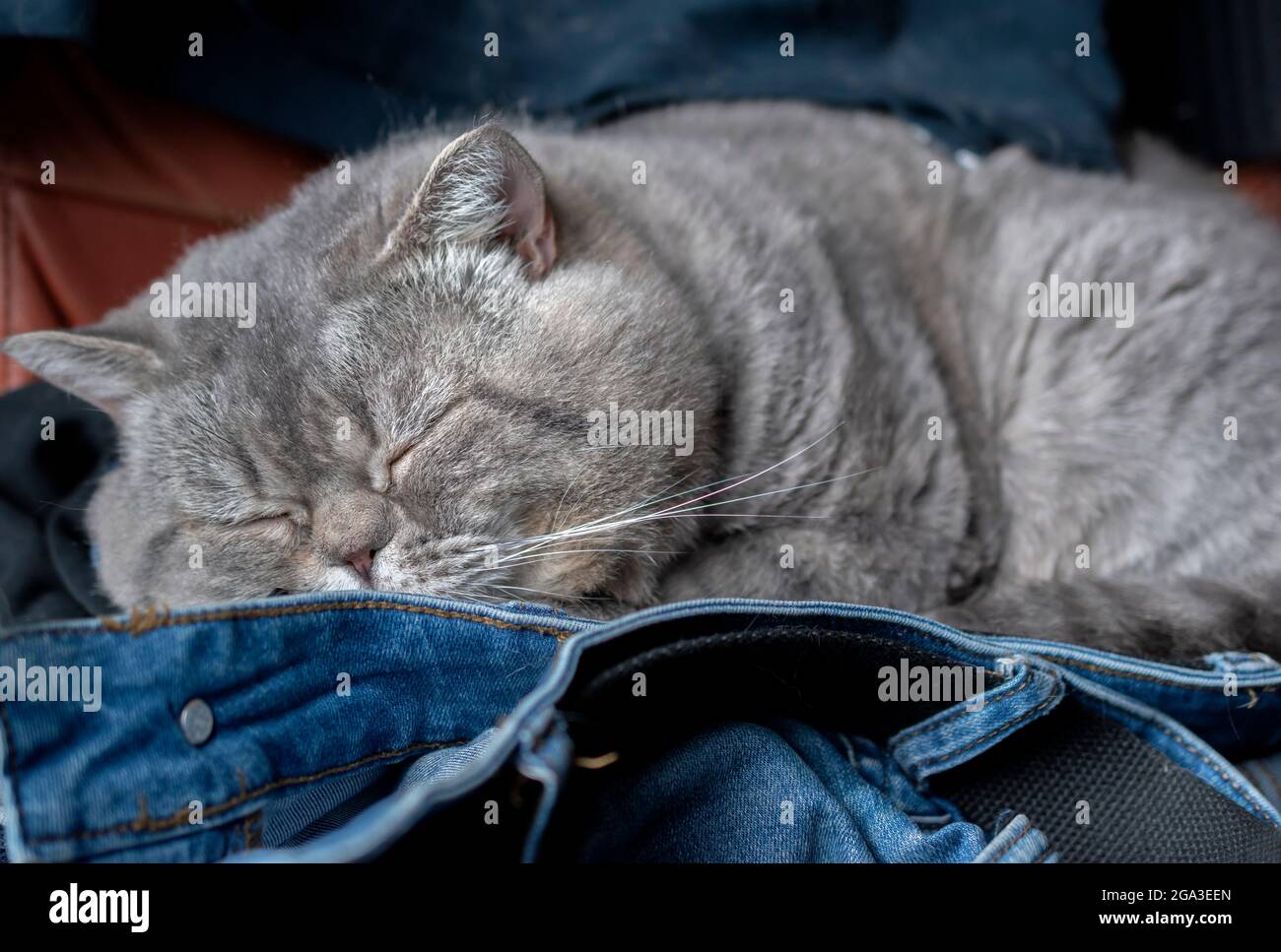 Britische Kurzhaarkatze schläft auf der Kleidung. Stockfoto