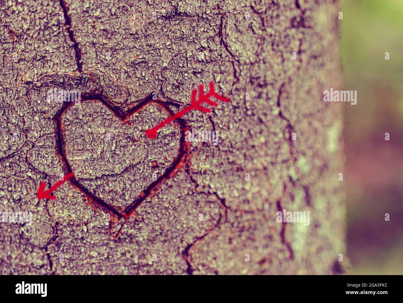 Form des roten Herzens mit Pfeil auf Baumstamm in der Natur. Stockfoto