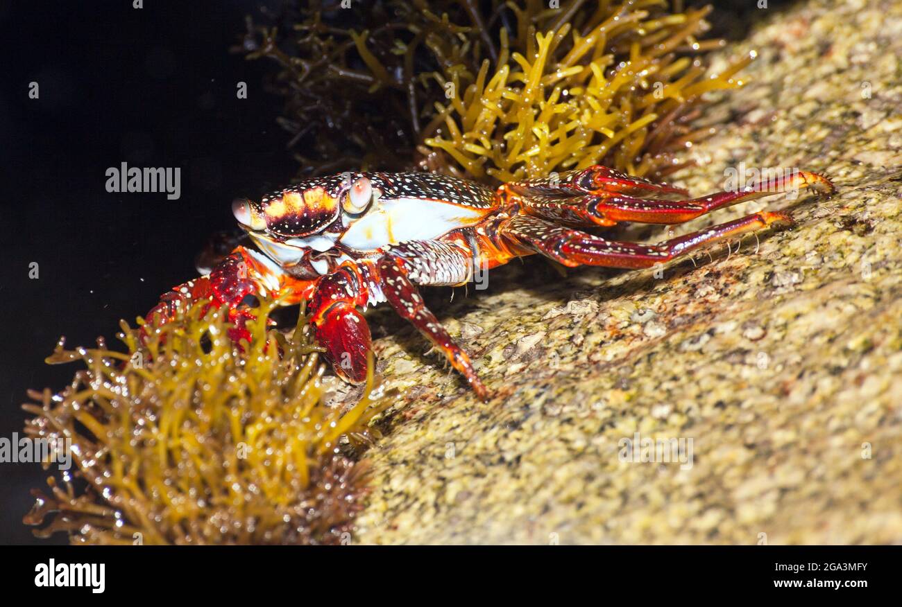 Rote Krabbe auf Stein sitzend, Meereskruste, Wassertier Stockfoto