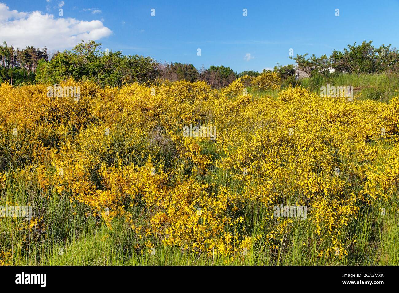 Cytisus scoparius, der gewöhnliche Besen oder schottischer Besen, blüht in der Blütezeit Stockfoto