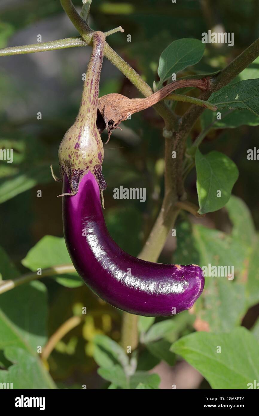 Aubergine oder Aubergine Fruit (Solanum melongena), einzelne Frucht, die auf Weinreben wächst, in der Nähe von Sheung Shui, N.T., Hongkong, 10. Juli 2021 Stockfoto