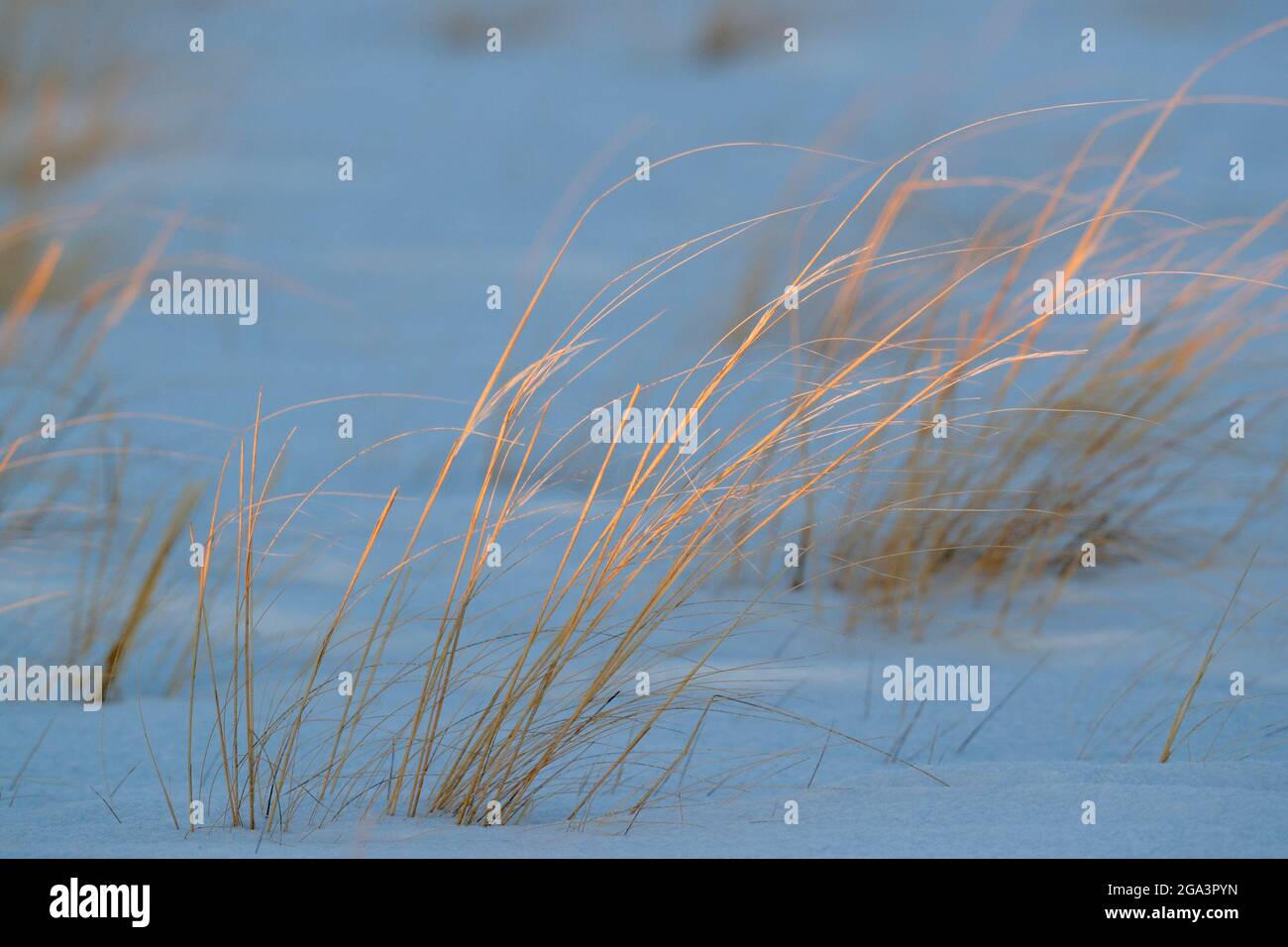 Trockene Grasstämme ragen aus dem Schnee, am späten Abend, Hulunbuir, Innere Mongolei, China 6. März 2021 Stockfoto