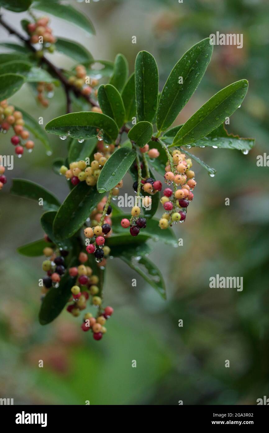 Chinesische Holly (Ilex rotunda), vertikale Aufnahme von nassen Früchten bei Sommerregen, New Territories, Hongkong 20. Juli 2021 Stockfoto