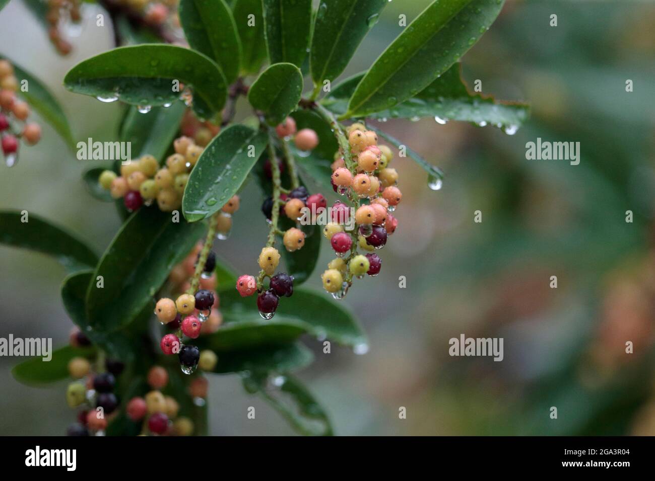 Chinesische stechpalme -Fotos und -Bildmaterial in hoher Auflsung  Alamy