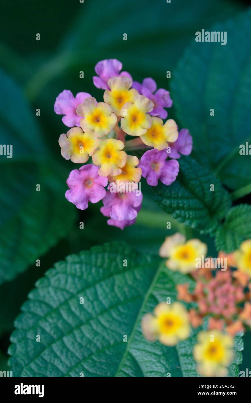 Lantana (Lantana camara), - vertikale Komposition - Nahaufnahme von Blumen und Blättern, New Territories, Hongkong, China 10. Juli 2021 Stockfoto