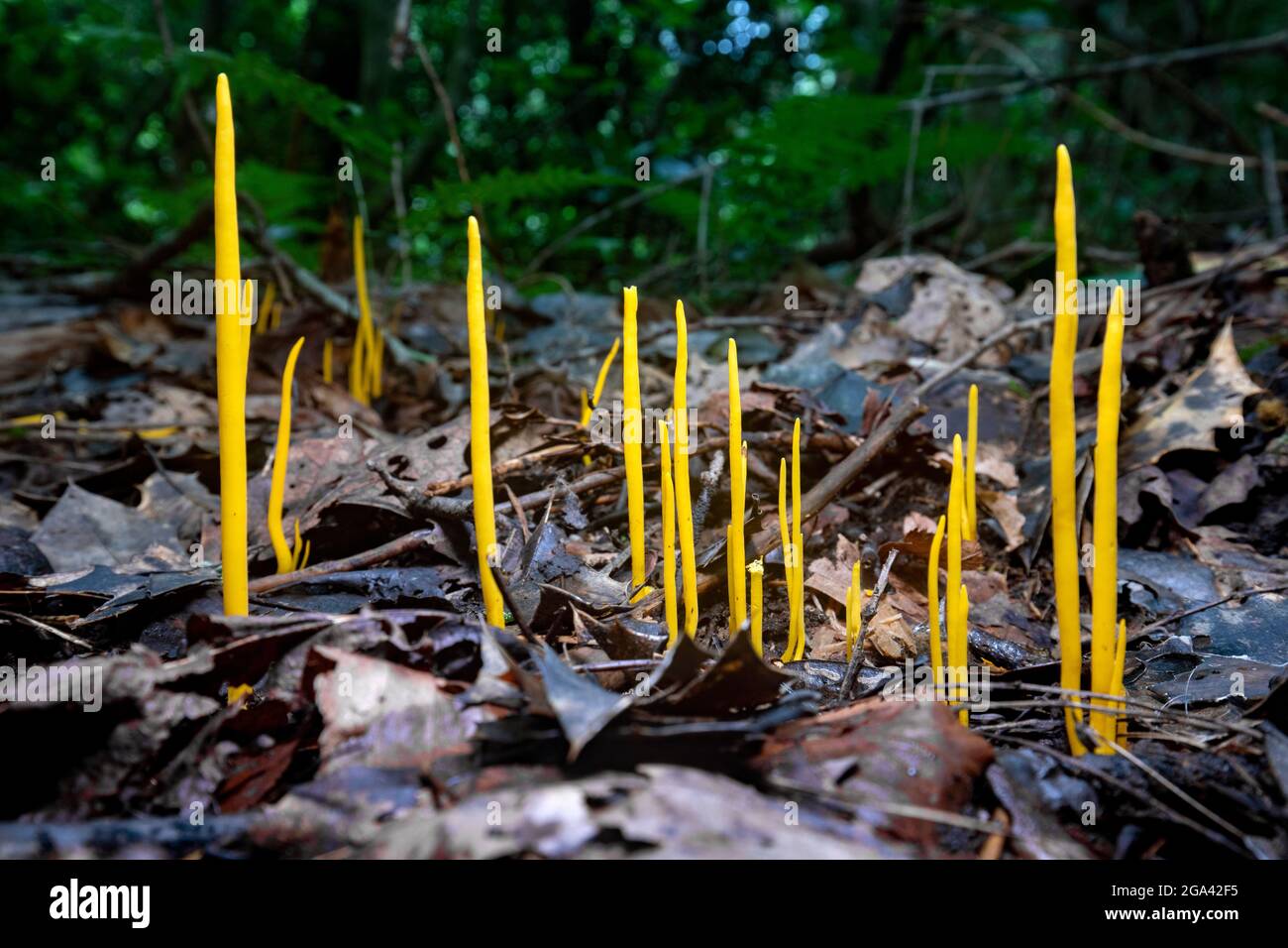 Gelbflederpilz (Clavulinopsis-Art) - Brevard, North Carolina, USA Stockfoto