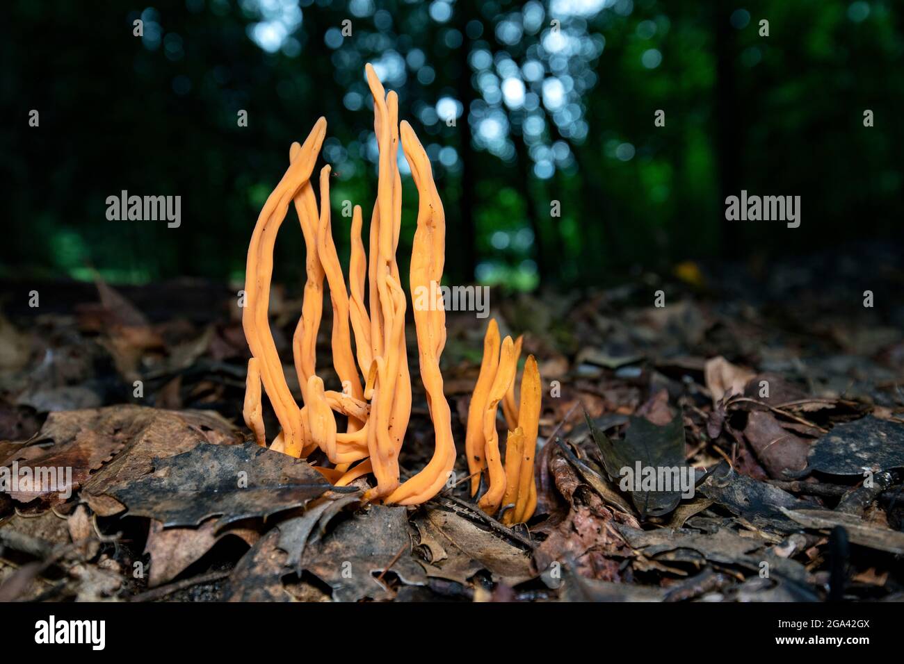 Goldspindeln (Clavulinopsis fusiformis) Arten von Korallenpilz - Brevard, North Carolina, USA Stockfoto