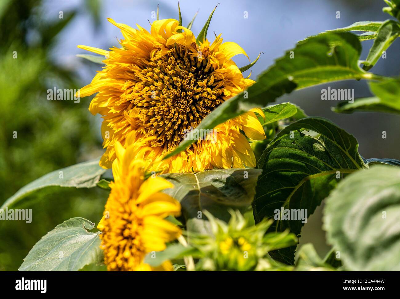 Strahlend gefärbte Gartensonnen Stockfoto