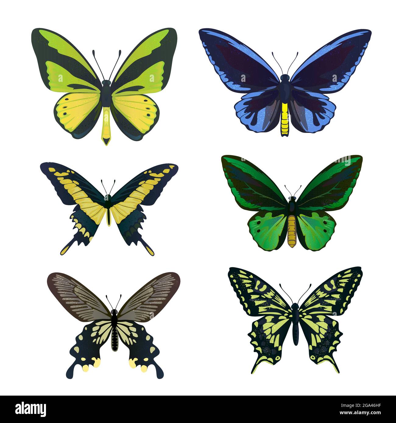 Eine Reihe von bunten großen tropischen Schmetterlingen, Schwalbenschwanz und Vogelflügel, Papilio und Ornitoptera papilionidae. Stock Vektor