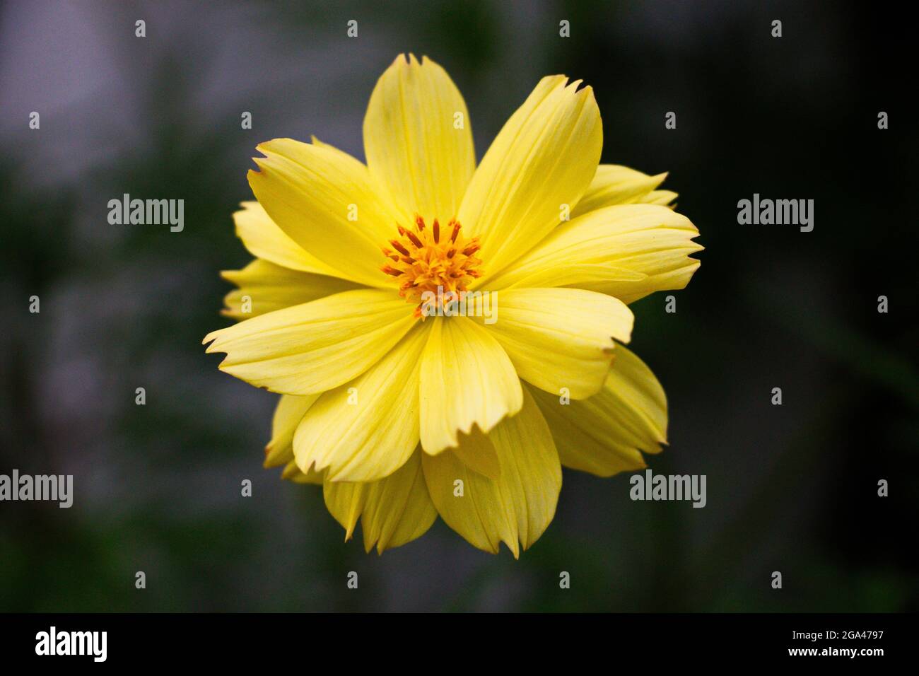Tropische asiatische gelbe Blume bestäubten Pollen Stockfoto