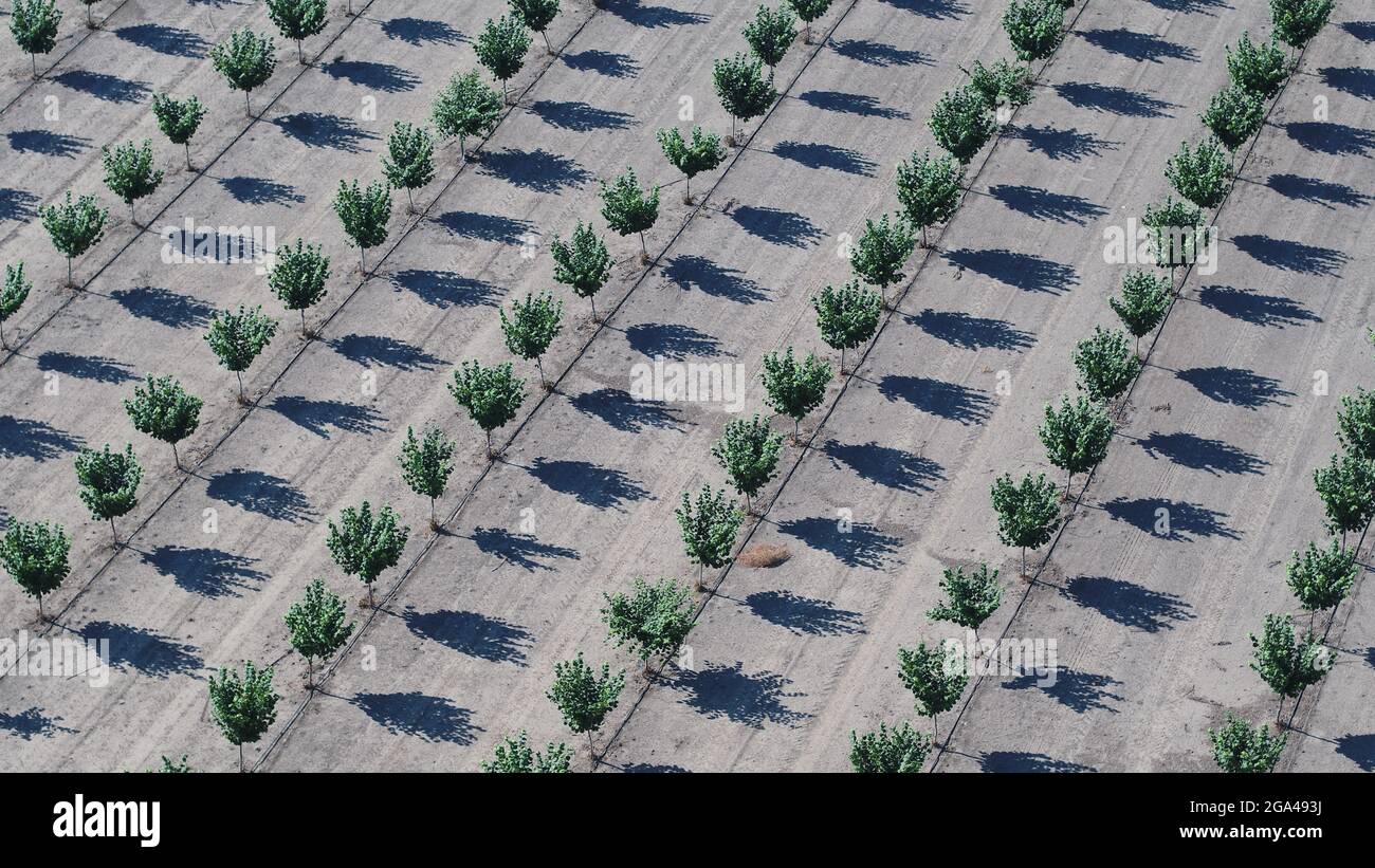 Haselnussplantagen wachsen in den USA Stockfoto