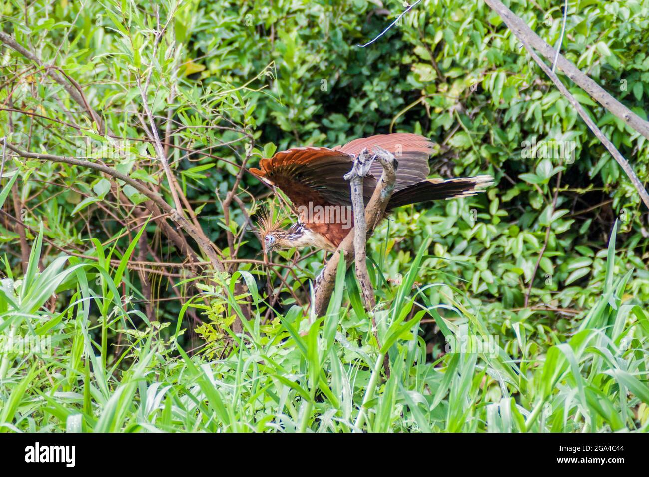 Hoatzin (Opisthocomus hoazin)-Vogel auf einem Baum, der den Yacuma-Fluss sät, Bolivien Stockfoto