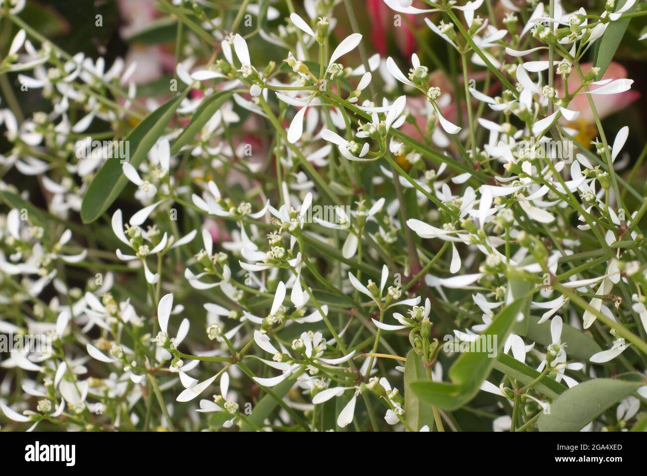 Zierpflanze Euphorbia hypericifolia in Blüte, ein blühender Haufen heller weißer Blumen mit grünen Blättern. Stockfoto