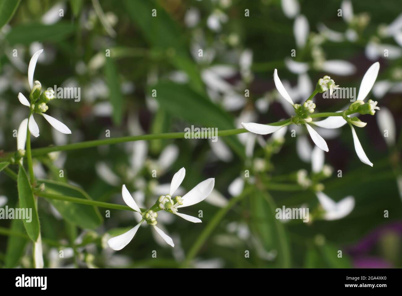Zierpflanze Euphorbia hypericifolia in Blüte, ein blühender Haufen heller weißer Blumen mit grünen Blättern. Stockfoto