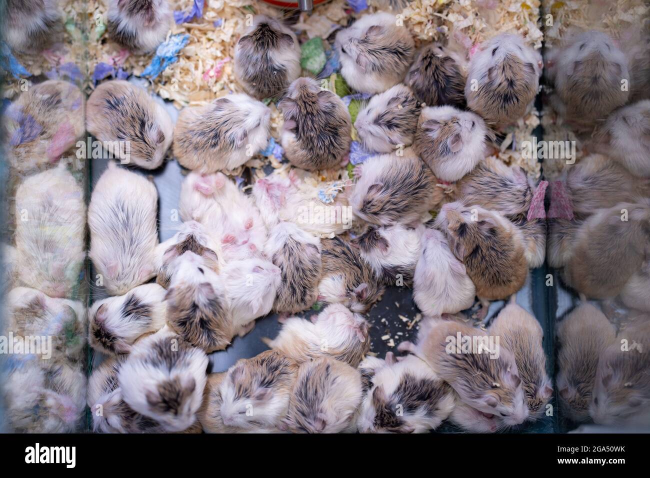 Draufsicht auf Zwerghamster in einem quadratischen Käfig Stockfoto