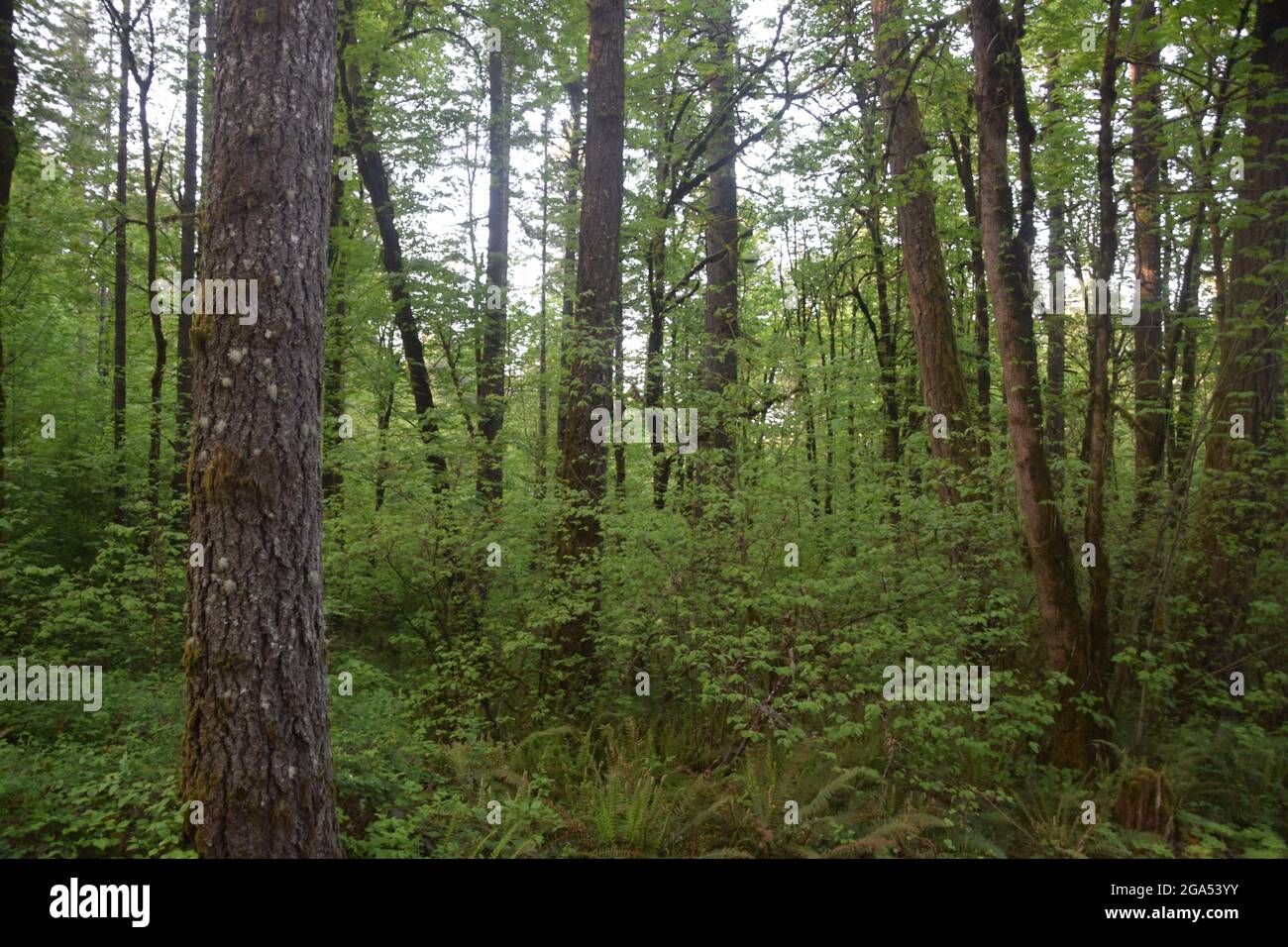 Ein Wald aus Laubbäumen in den USA Stockfoto