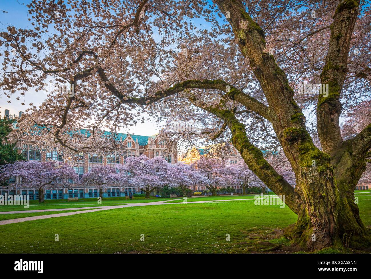 Die University of Washington (allgemein als Washington oder UDub bezeichnet) ist eine öffentliche Forschungsuniversität in Seattle, Washington, USA Stockfoto