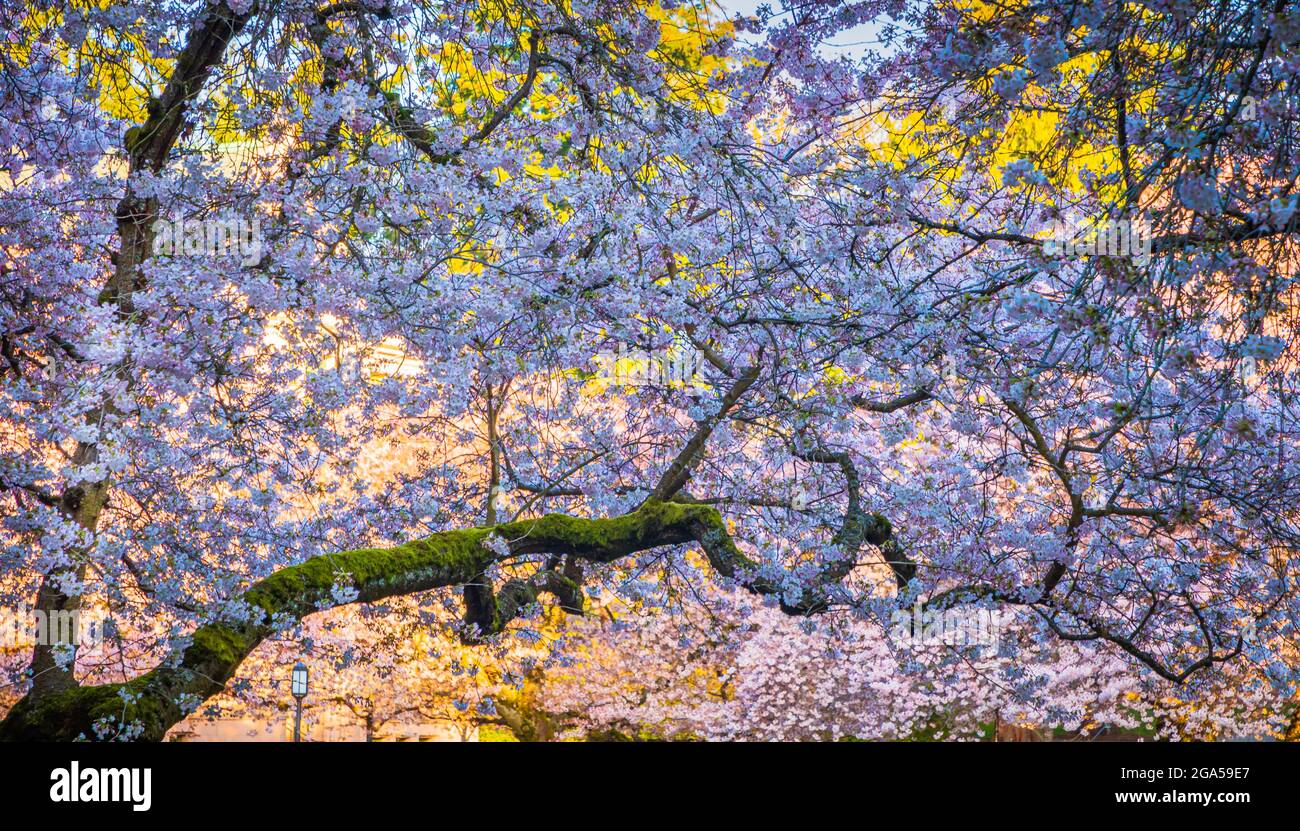 Die University of Washington (allgemein als Washington oder UDub bezeichnet) ist eine öffentliche Forschungsuniversität in Seattle, Washington, USA Stockfoto