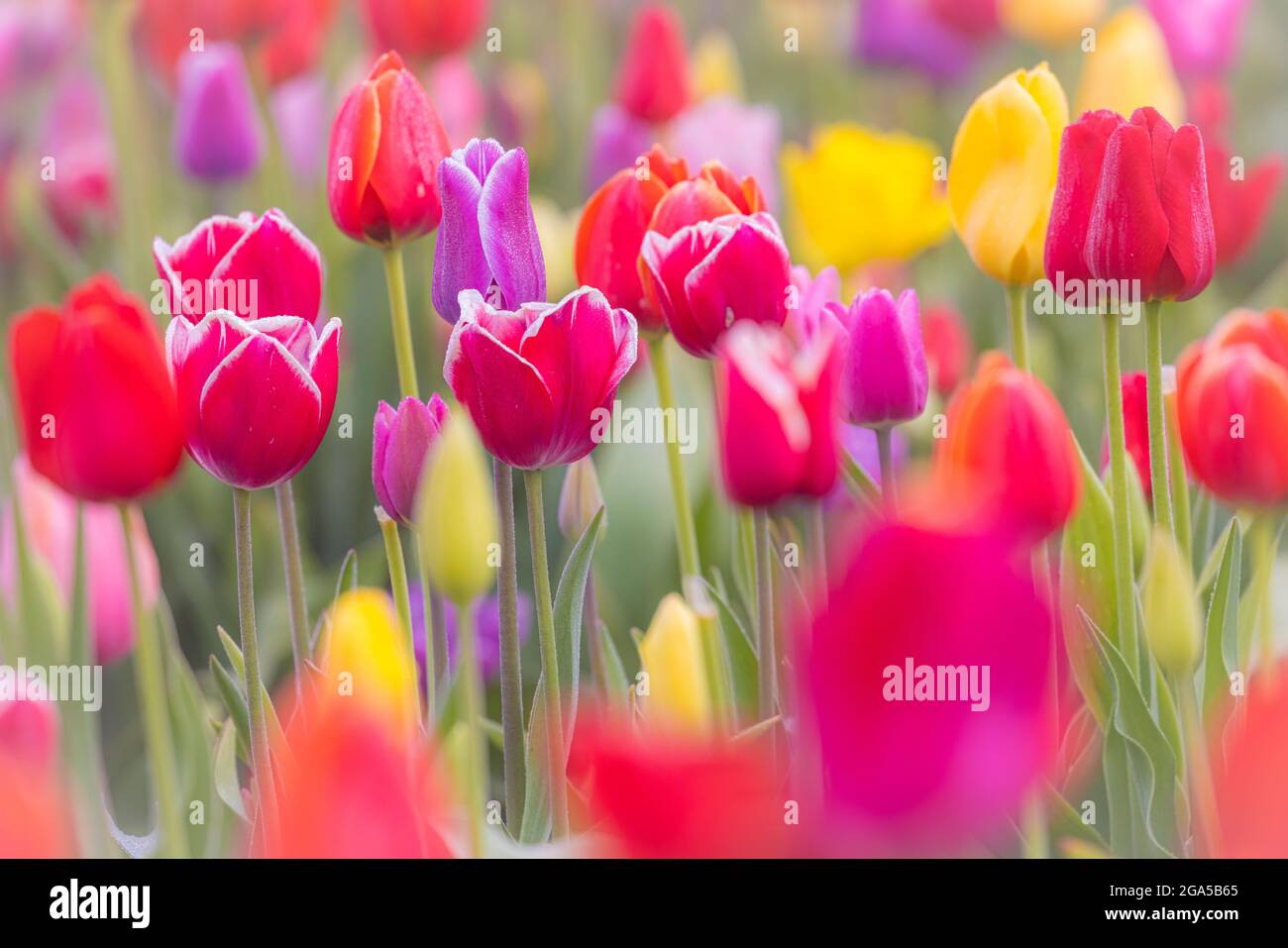 Tulpen im Skagit Valley während des jährlichen Tulpenfestivals in Mount Vernon, Washington Stockfoto