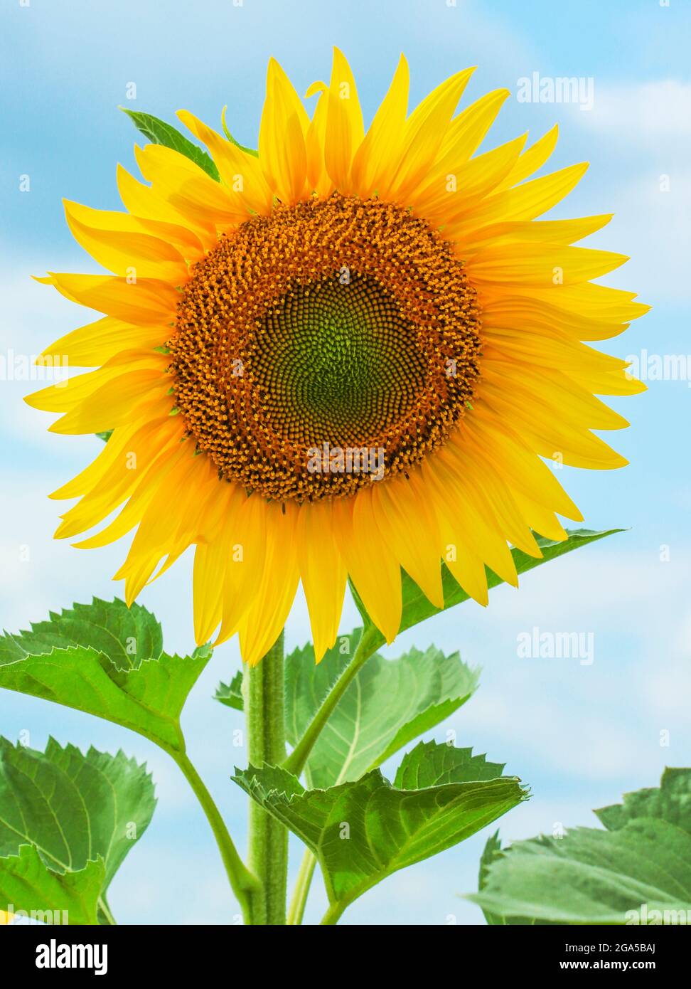 Die gelb blühende Sonnenblume ist dicht am blauen Himmel Stockfoto