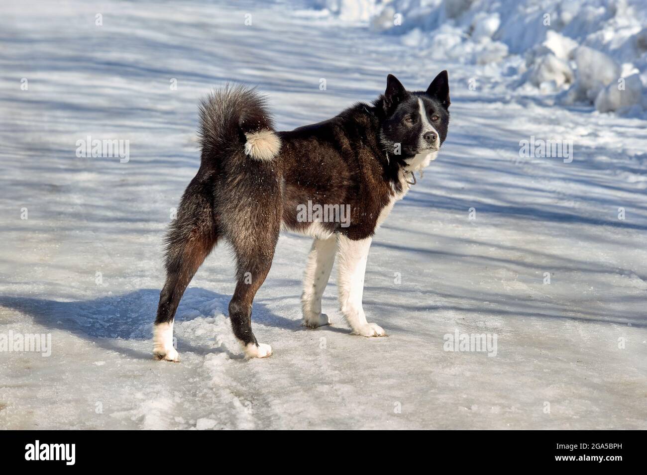 Der Hund steht an einem frostigen Tag auf einer verschneiten Straße und schaut weg Stockfoto