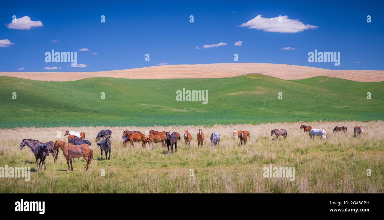 Pferde im Palouse-Gebiet im Osten des Staates Washington. Der Palouse ist eine Region im Nordwesten der Vereinigten Staaten, die Teile des Südostens umfasst Stockfoto