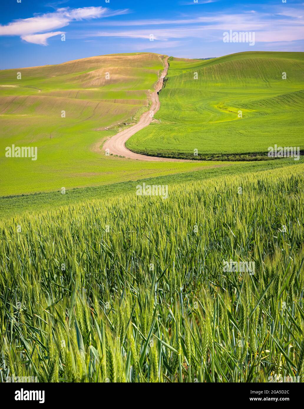 Landstraße in der Nähe der Stadt Garfield in der Gegend von Palouse im Bundesstaat Washington. Stockfoto