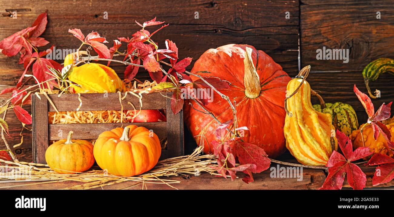 Kürbisse auf Holzgrund, Herbsternte Stillleben Stockfoto