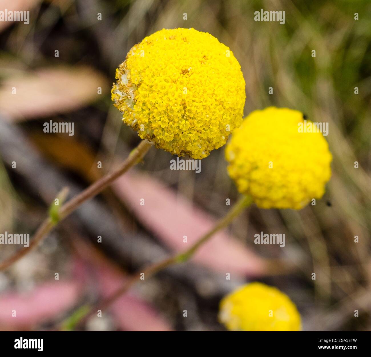 Billy Buttons (Craspedia spp.) Nahaufnahme von Flowerhead, Mt Wills, Alpine National Park, Victoria, Australien Stockfoto