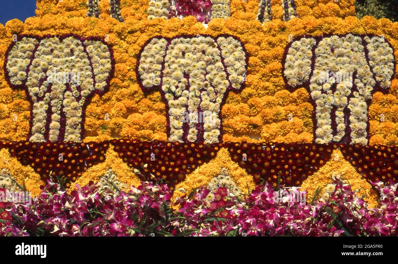 Thailand: Elefanten schmücken einen Blumenwagen, Chiang Mai Flower Festival Parade, Chiang Mai, Nordthailand. Chiang Mai ist als „die Rose des Nordens“ bekannt, blüht aber im Februar, gegen Ende der kühlen Jahreszeit, wirklich in Blüte. Jedes Jahr am ersten Februarwochenende wird das Chiang Mai Blumenfestival eröffnet. Die Blumenbeete in den öffentlichen Bereichen rund um die Stadt sind zu dieser Jahreszeit besonders schön. Überall gibt es wunderschöne Darstellungen von gelben und weißen Chrysanthemen und die Damaszenrose, eine Sorte, die nur in Chiang Mai zu finden ist. Stockfoto
