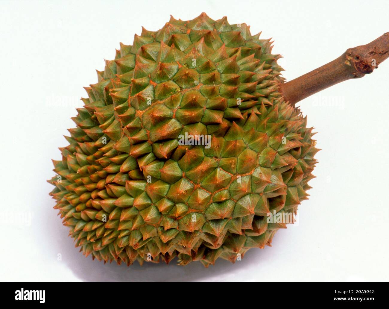 Welt: Durian (Durio sensu lato ist eine große Frucht aus Südostasien. Der Durian wird von vielen Menschen in Südostasien als der „König der Früchte“ angesehen und ist durch seine große Größe, seinen starken Geruch und seine beeindruckende dornbedeckte Schale gekennzeichnet. Die Frucht kann bis zu 30 Zentimeter (12 Zoll) lang und 15 Zentimeter (6 Zoll) im Durchmesser wachsen und wiegt in der Regel ein bis drei Kilogramm (2 bis 7 lb). Seine Form reicht von länglich bis rund, die Farbe seiner Schale grün bis braun, und sein Fleisch blassgelb bis rot, je nach Art. Stockfoto