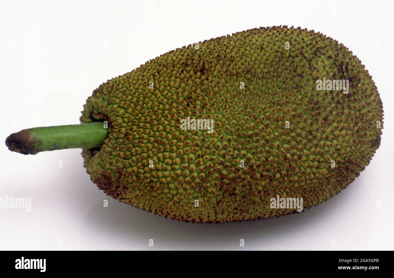 Die Jackfrucht (Artocarpus heterophyllus), auch bekannt als Bubenbaum, fenne, Jakfruit oder manchmal auch einfach Jack oder Jak, ist eine Baumart aus der Feigenfamilie, Maulbeere und Brotfrucht (Moraceae), die im Südwesten Indiens beheimatet ist. Sie eignet sich gut für tropische Tiefebenen, und ihre Frucht ist die größte von Bäumen übertragene Frucht mit einem Gewicht von bis zu 35 kg (80 lb), einer Länge von 90 cm (35 in) und einem Durchmesser von 50 cm (20 in). Ein reifer Jackfrucht-Baum kann etwa 100 bis 200 Früchte in einem Jahr produzieren. Die Jackfrucht ist eine multiple Frucht, die aus hunderten bis tausenden von einzelnen Blüten besteht, und es sind die fleischigen Blütenblätter Stockfoto