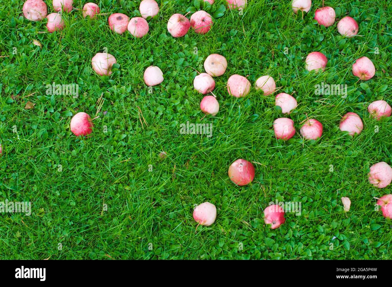 Gefallene Äpfel auf grünem Gras im Herbst Stockfoto