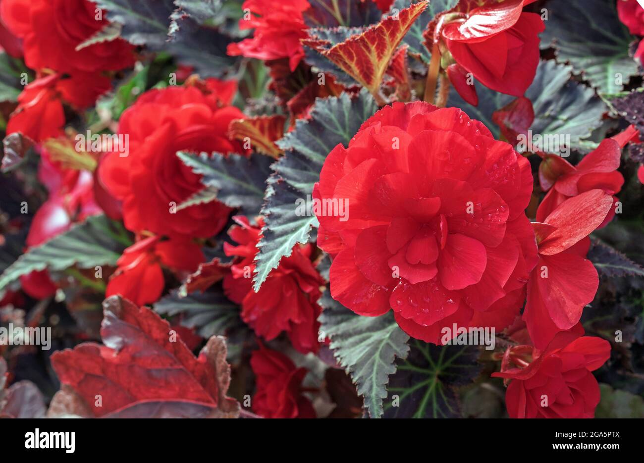 Blühende rote Begonien für die Gartengestaltung von Balkonen, Veranden, geschlossenen Höfen und Blumenbeeten. Stockfoto