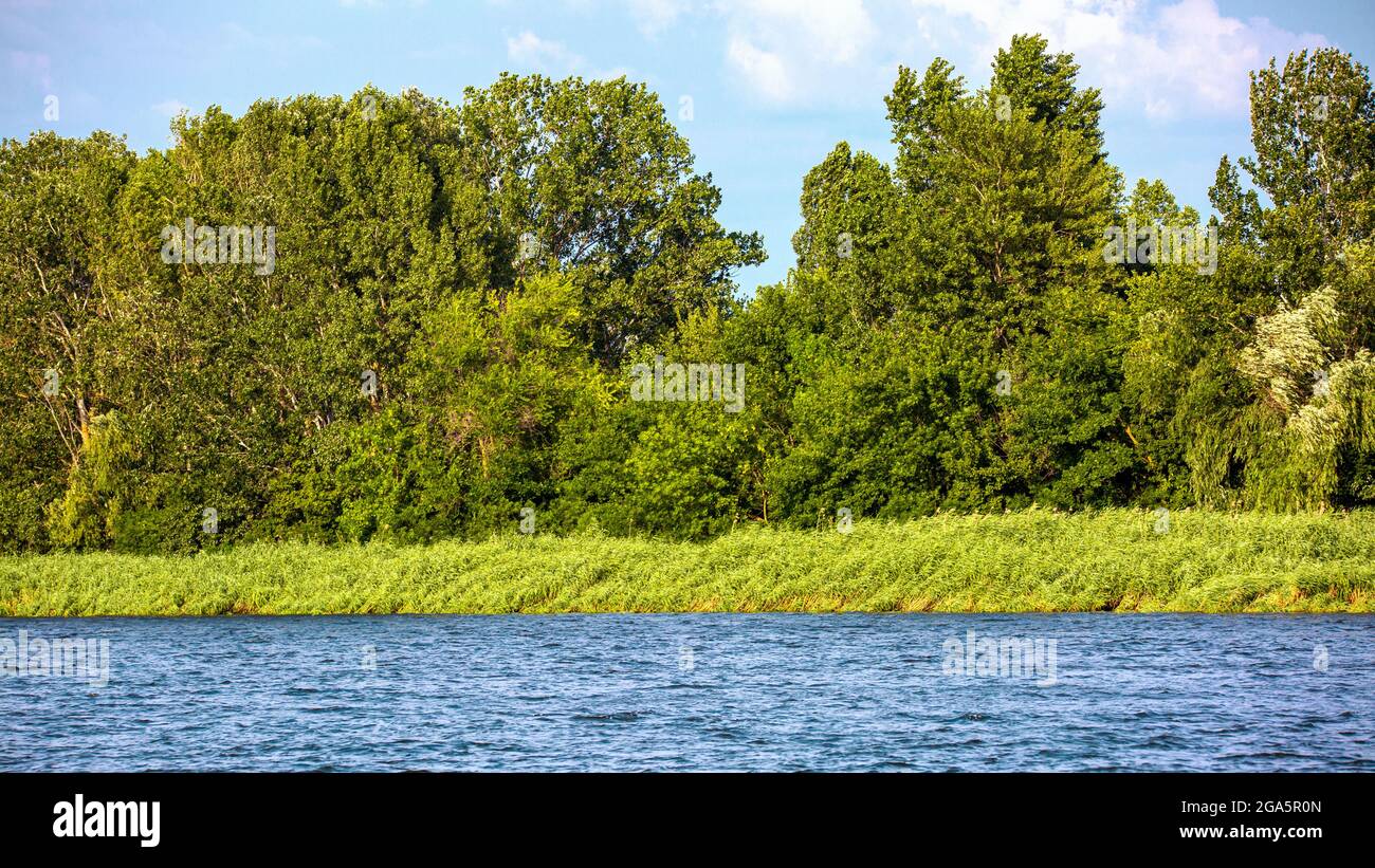 Bild vom Ufer des großen Flusses mit Schilf und Bäumen überwuchert Stockfoto