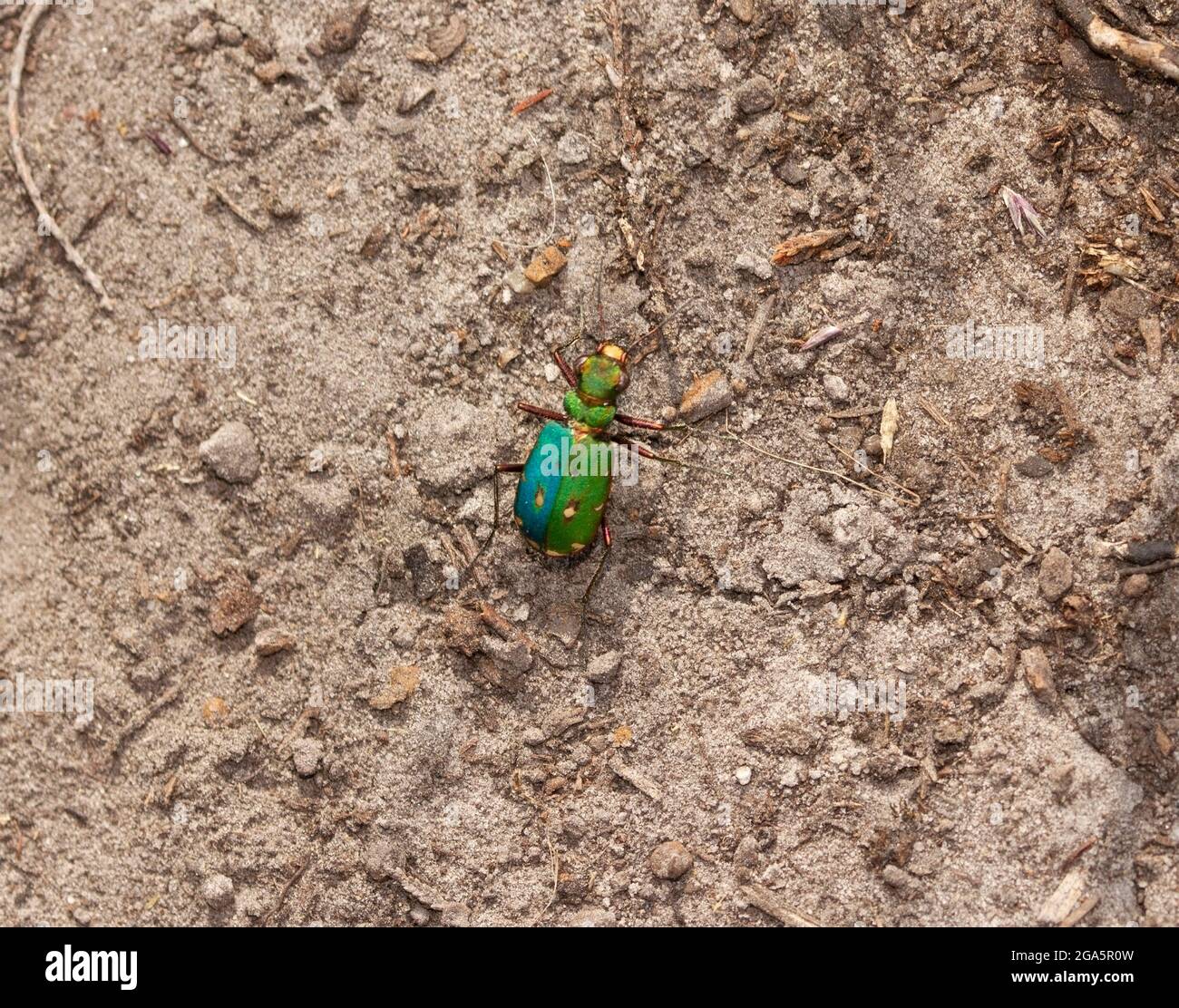 Der Green Tiger Beetle, einer der langbeinigen und schnell laufenden Raubkäfer, bevorzugt Sandflächen und raubt Ameisen und kriechende Insekten. Stockfoto