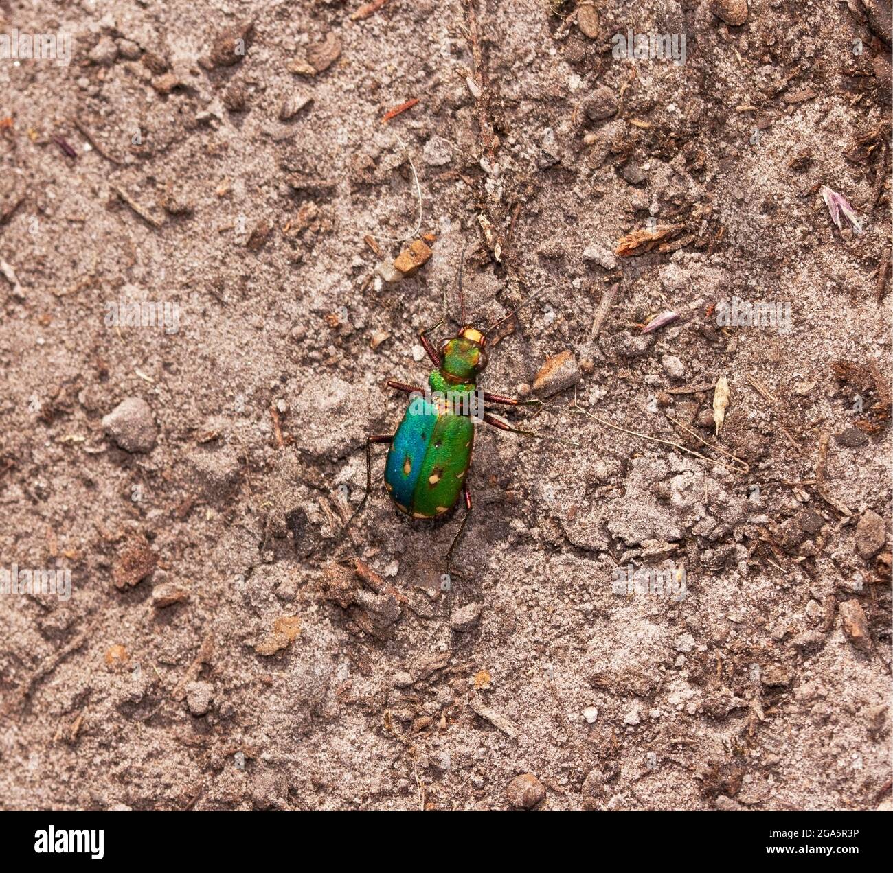 Der Green Tiger Beetle, einer der langbeinigen und schnell laufenden Raubkäfer, bevorzugt Sandflächen und raubt Ameisen und kriechende Insekten. Stockfoto