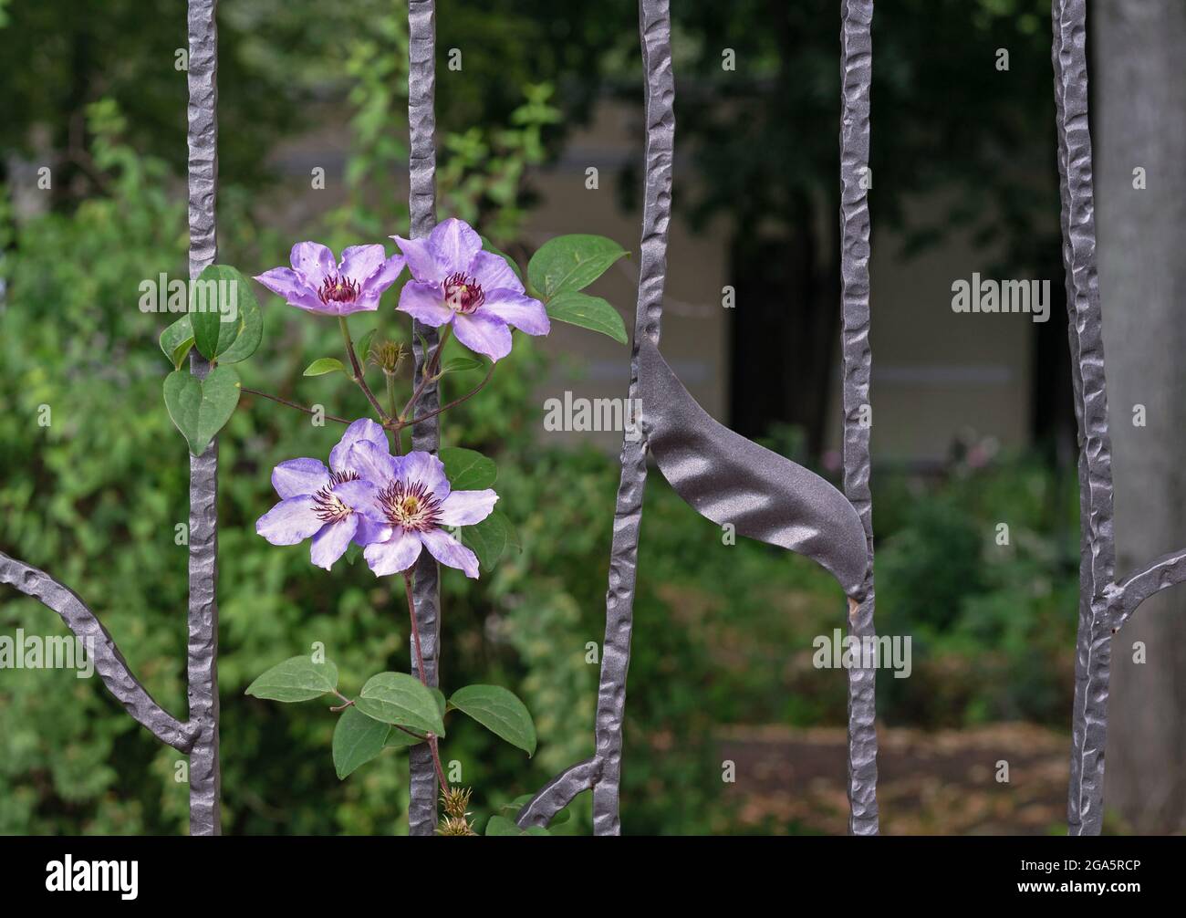 Kletterende Pflanze violette Clematis auf einem schmiedeeisernen Zaun im Garten. Stockfoto