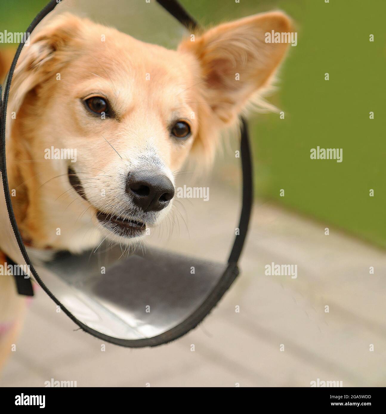 Porträt eines Hundes mit elisabethanischen Kragen. Hund in einem Plastikkegel. Haustier in einem schützenden Kragen nach der Operation. Witziges, lustiges Haustier. Niedliches Tier. In Der Nähe. Hochwertige Fotos Stockfoto